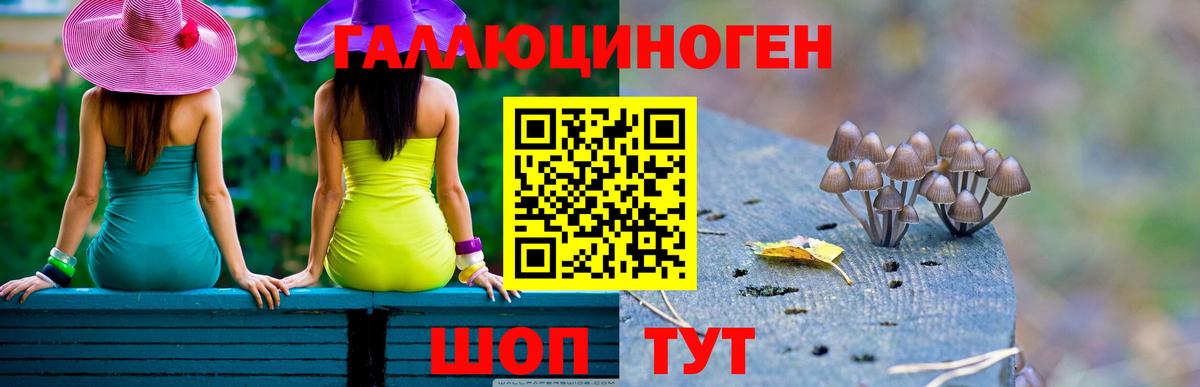 Псилоцибиновые грибы Psilocybe Петровск